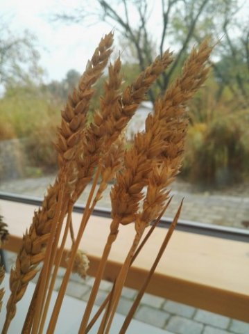 IMG-20191204-WA0025_367_490_90