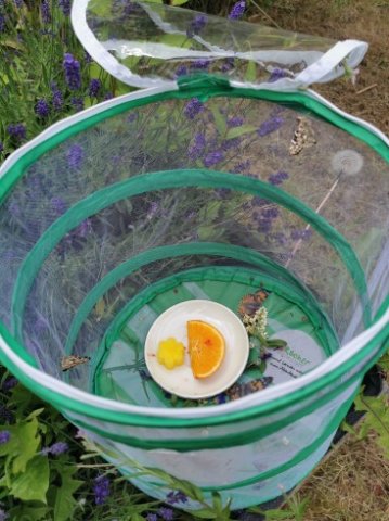 IMG_20220610_133203_367_490_90